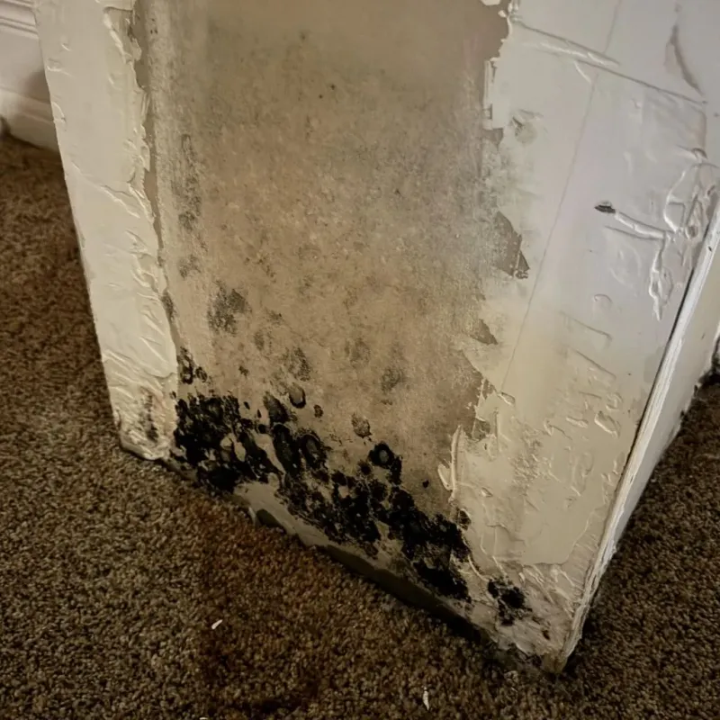 Professional Mold Removal in Nanticoke, PA